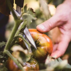 Gemüseschere Solid™ SP240, Schwarz/orange, Ca. 20 X 2 X 9 Cm 8 Gemüseschere Solid™ SP240, Schwarz/orange, Ca. 20 X 2 X 9 Cm -LECHUZA Verkaufs-Shop 0920300733 solid gemuese schere sp240 5 1 118064