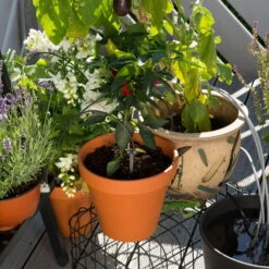 Gardena Urlaubsbewässerung City-Gardening, Bis Zu 36 Töpfe, Transformator, Zeitschaltuhr 13 Gardena Urlaubsbewässerung City-Gardening, Bis Zu 36 Töpfe, Transformator, Zeitschaltuhr -LECHUZA Verkaufs-Shop 0930100238 city Gardening Urlaubsbewaesserung fuer bis zu 36 Topfpflanzen 3 61508