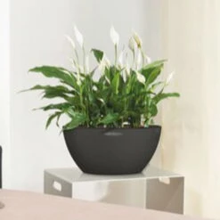 LECHUZA® Pflanzschale Cubeto Graphitschwarz