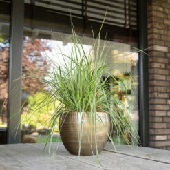 Pflanzgefäß 'Rowen', Gold, Ø 19 X H 13 Cm 5 Pflanzgefäß 'Rowen', Gold, Ø 19 X H 13 Cm -LECHUZA Verkaufs-Shop 3210801608 Pflanzgefaess Rowen gold 1 114972