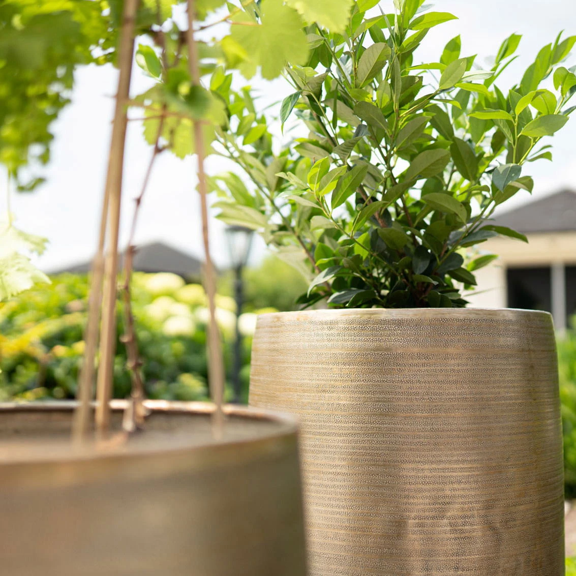 Pflanzgefäß 'Rowen', Gold, Ø 38 X H 62 Cm 7 Pflanzgefäß 'Rowen', Gold, Ø 38 X H 62 Cm – Bild 7