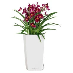 LECHUZA Cubico Premium 40, Weiß Hochglanz, All-in-One-Set, 40 X 40, H:75 Cm -LECHUZA Verkaufs-Shop 3325100114 CubicoPremium22 weiss All in One Set 22x22x41cm RGB 2 7572 1