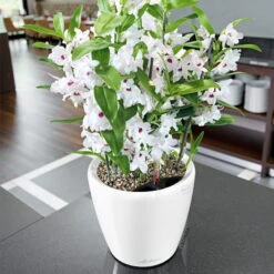 LECHUZA Classico Premium 43 LS, Weiß Hochglanz, All-in-One-Set, Ø 43 Cm, H:40 Cm